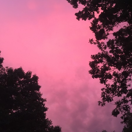 photo of a magenta and purple sky, framed on the right and lower corners by the silhouette of tree branches and tree leaves